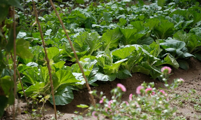 野菜の風景